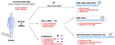Murine models to study human NK cells in human solid tumors